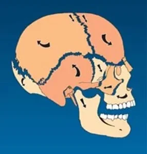 Cranial Motion - Pack of 100