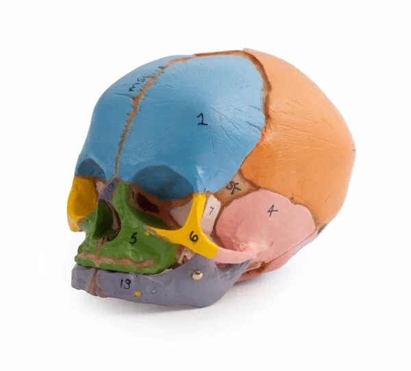 38 Week Feotal Skull - Coloured - Image 3