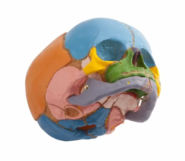 38 Week Feotal Skull - Coloured - Image 4