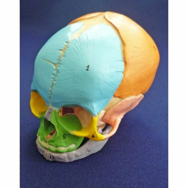 38 Week Feotal Skull - Coloured - Image 5