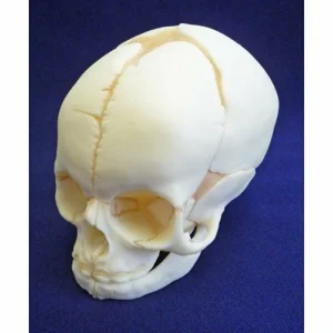 38 Week Foetal Skull - White