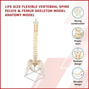 Life Size Flexible Vertebral Spine Model Anatomy Model